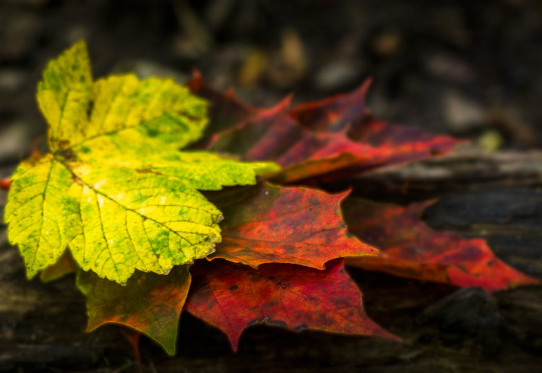 Herbstblätter