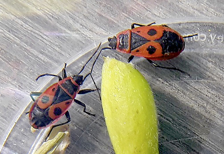 Insekten