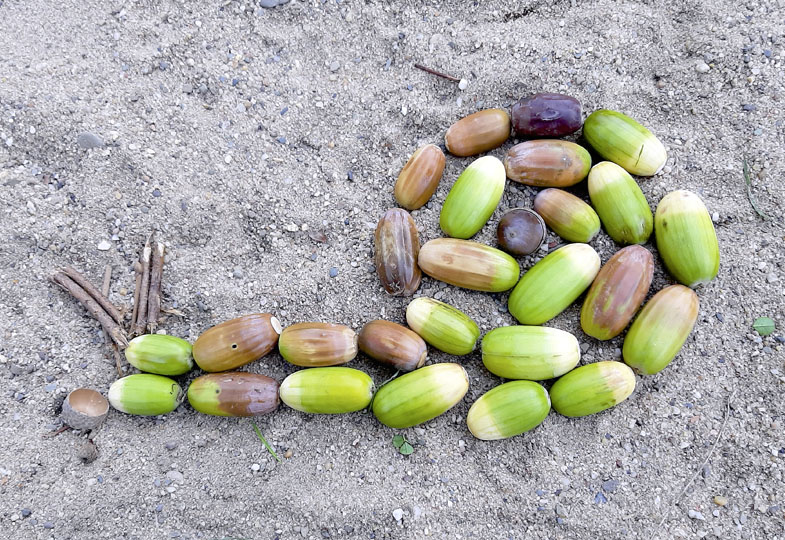 Von Blütenmandala bis Schneckenmuster: Fünf mathematische Impulse für die Natur