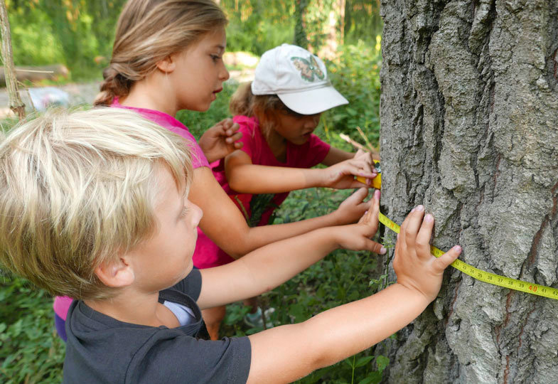 Kinder messen mit einem Maßband den Umfang eines Baumes
