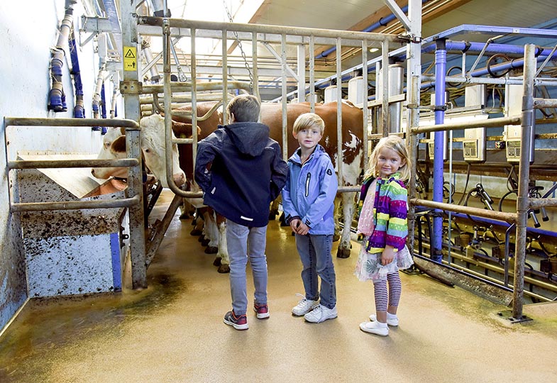 Kinder in einem Melkstall mit einer Kuh