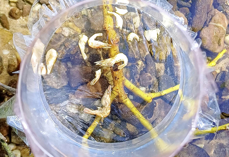 Geschärfter Blick: Eine Wasserlupe gestalten