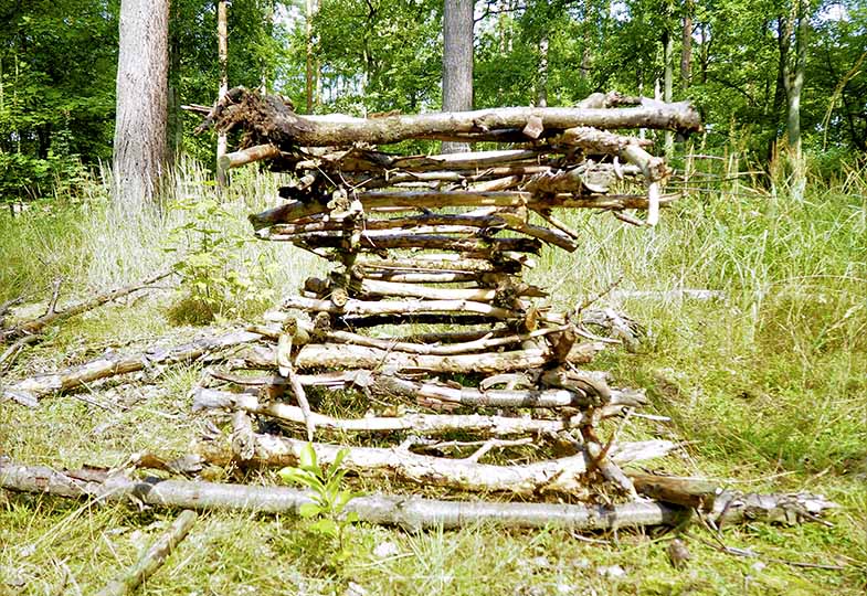 Baumstämme im Wald