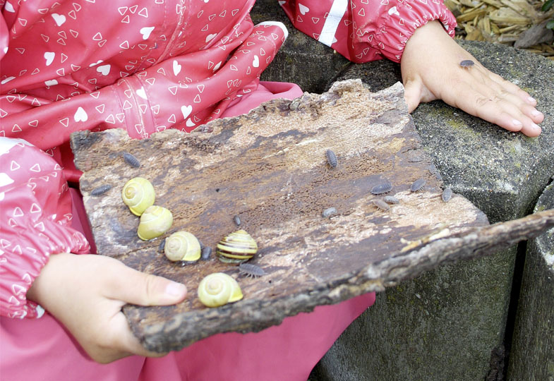 Kind hält ein Holzbrett voller Schnecken und Kellerasseln