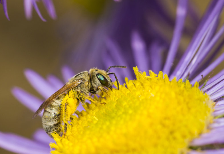 Bienenfreundlich gärtnern: Einfache Tipps für blühende Vielfalt zum Weltbienentag