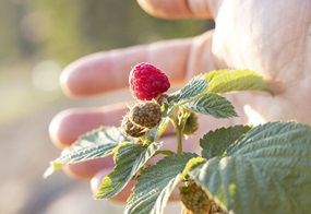 Ein Himbeerast mit einer roten und zwei unreifen Beeren, im Hintergrund ist eine offene Hand zu sehen.