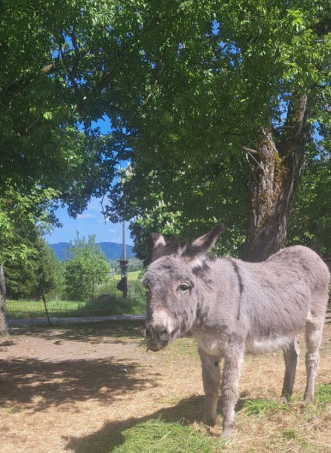 Benny und Matteo: Was es bringt, wenn Mensch und Tier sich aufeinander einlassen