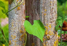 Alte, mit Flechten bewachsene Holzstäbe, um die sich eine Pflanze rankt.