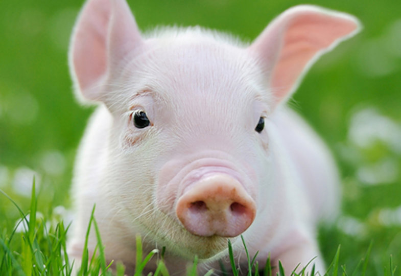 Die Ferkel unter der Eiche: Warum ich acht Jahre lang kein Fleisch gegessen habe.