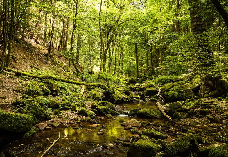 Die Wildnis vor der Haustür