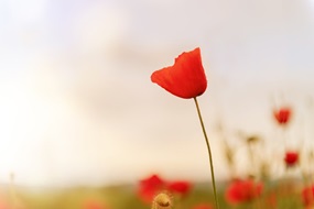 Eine rote Mohnblume