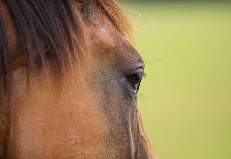 Eine Schicksalsgemeinschaft: Tiere tun der Seele gut. Aber haben sie auch eine Seele?