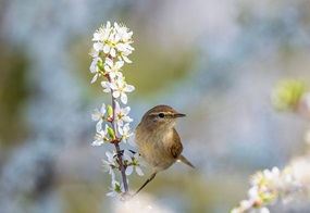 Ein Vogel der auf einen blühenden Zweig sitzt. 