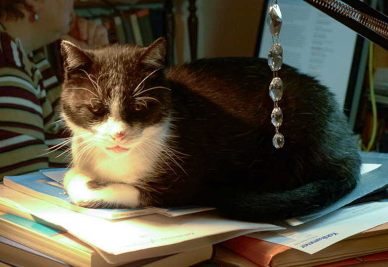 Ganz bei sich und doch empathisch: Mauzi: Erinnerungen an eine besondere Hauskatze