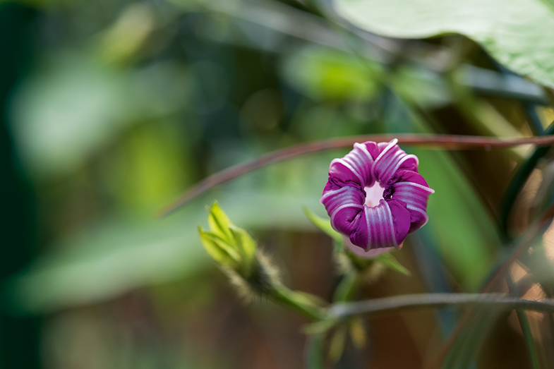 Eine lilafarbene Blume, deren Blätter sich noch nicht vollständig entfaltet haben, steht im Fokus – der Hintergrund ist unscharf und grün.