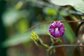 Eine lilafarbene Blume, deren Blätter sich noch nicht vollständig entfaltet haben, steht im Fokus – der Hintergrund ist unscharf und grün.