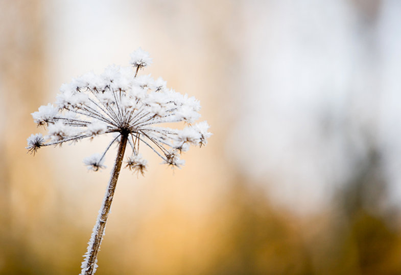 In die Herzmitte spüren: Mein tägliches Ritual