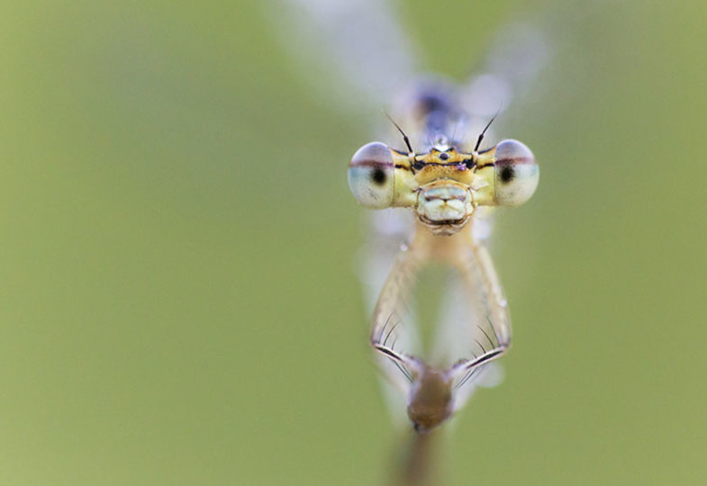 Krabbeln, Summen und Schwirren: Insekten halten den Kreislauf des Lebens in Schwung