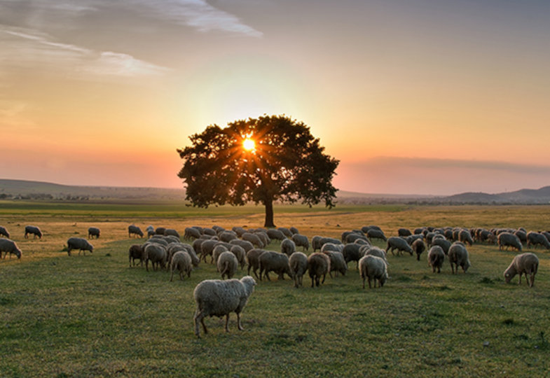 Leben unter Schafen: Über Fürsorge, Verbundenheit und das Glück des Miteinanders