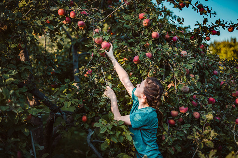 Eine junge Frau pflückt reife Äpfel von einem Baum.