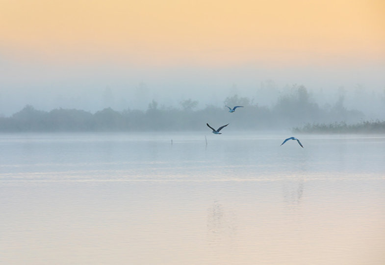 Im Nebeldunst fliegen drei Vögel über ein Gewässer.