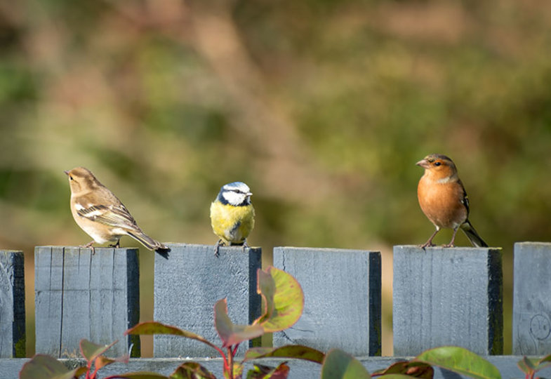 Mit Vögeln schwätzen: Verbunden durch Töne – eine ganz persönliche Beziehung mit der Natur