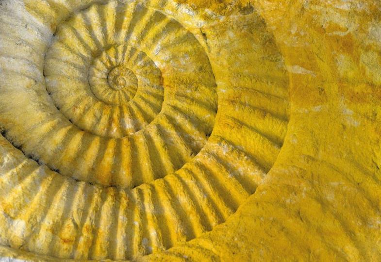 Ammoniten: Prähistorisches Fossil