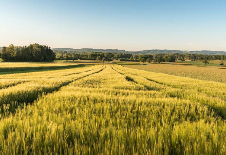 Weizenfeld in der Sonne