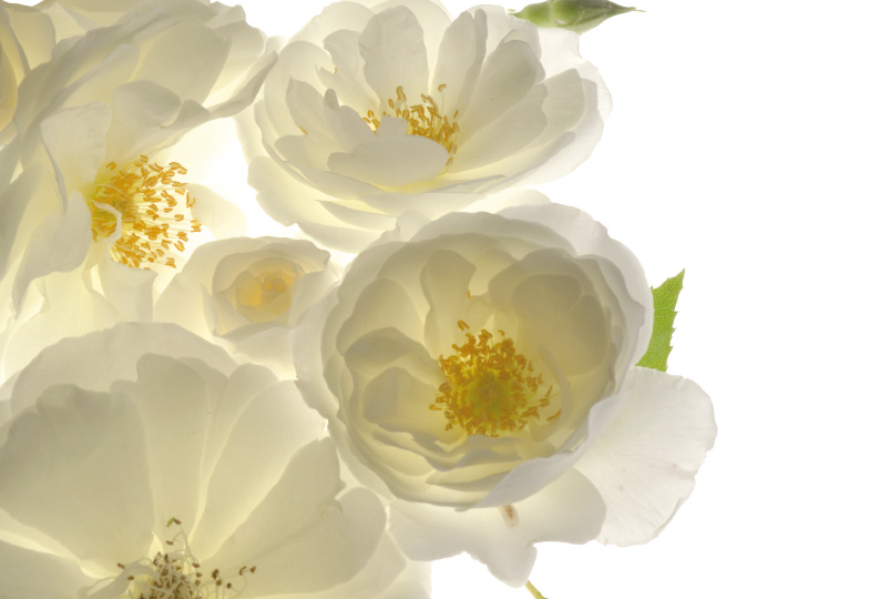 weiße Rose