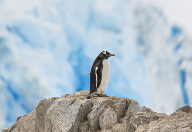 Vom Pinguin und seiner Kanzel: Eine fabelhafte Tierpredigt