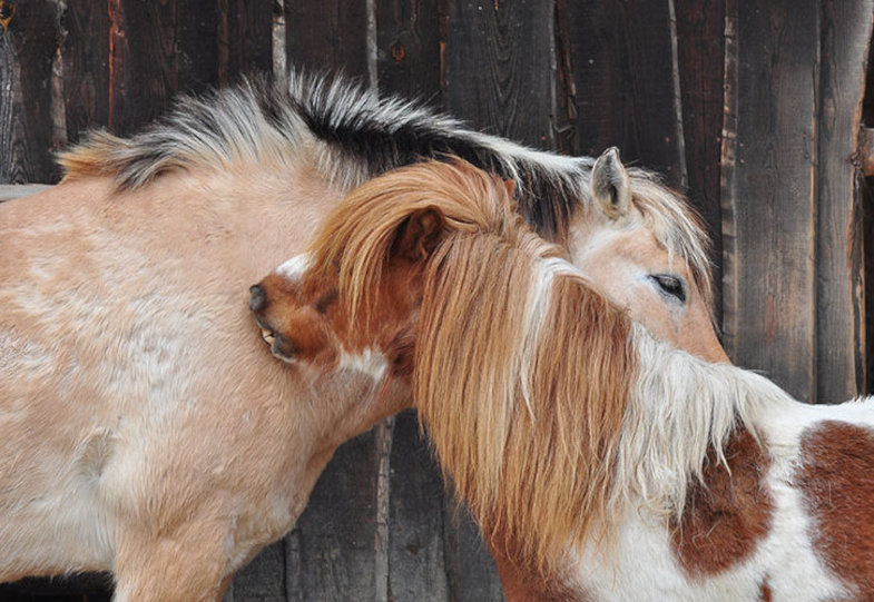 Was mein Pferd mich lehrte: Auf welche Weise wollen wir menschlich sein?