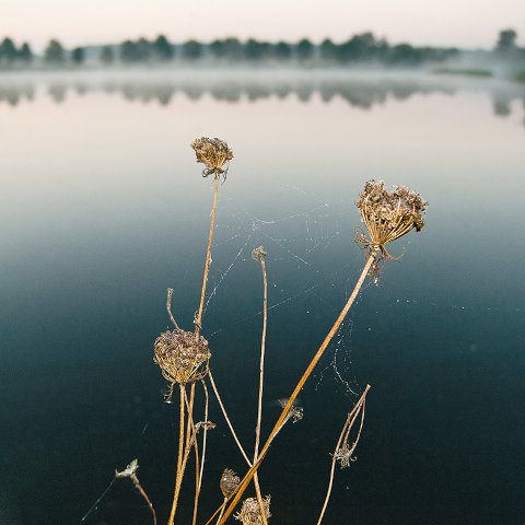 vertrocknete Schafsgabe, welche am See steht