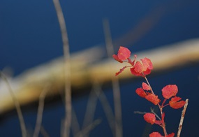 Ein Zweig mit leuchtend roten Blättern hebt sich vor einem dunklen, unscharfen Hintergrund ab.