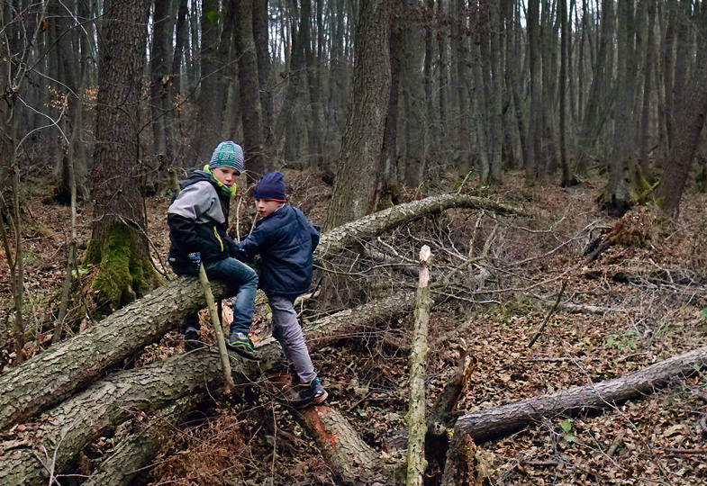 Die Waldkinder