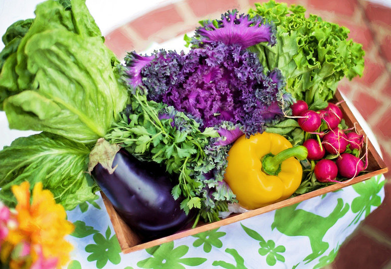 "Gemüseackerdemie": Gartenschule für gesunde Ernährung 