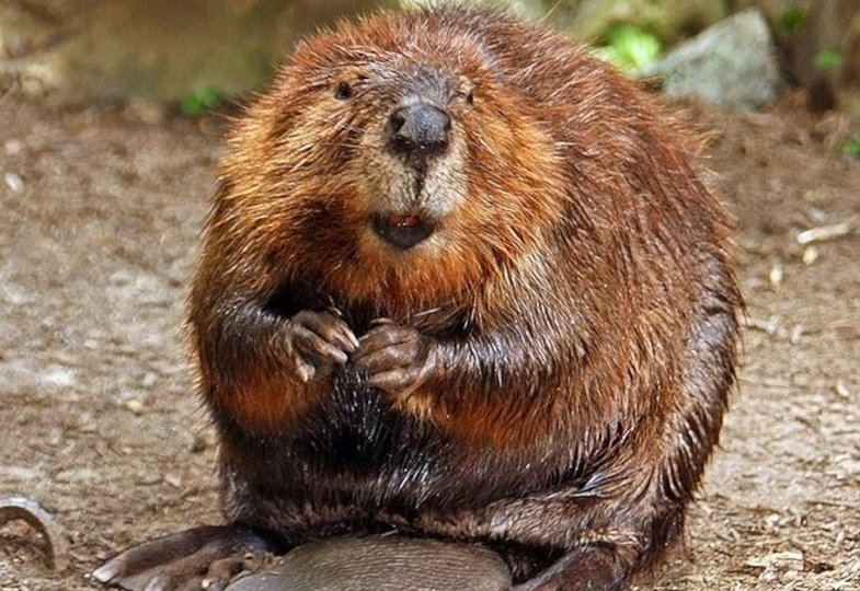 Bild von einem braunen Biber