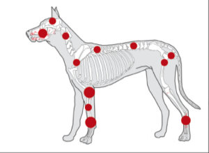 Illustration eines Hundes mit rot markierten Stellen