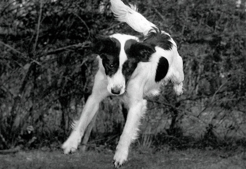 Ein Hund rettet Englands Ehre: Fußball-WM 1966