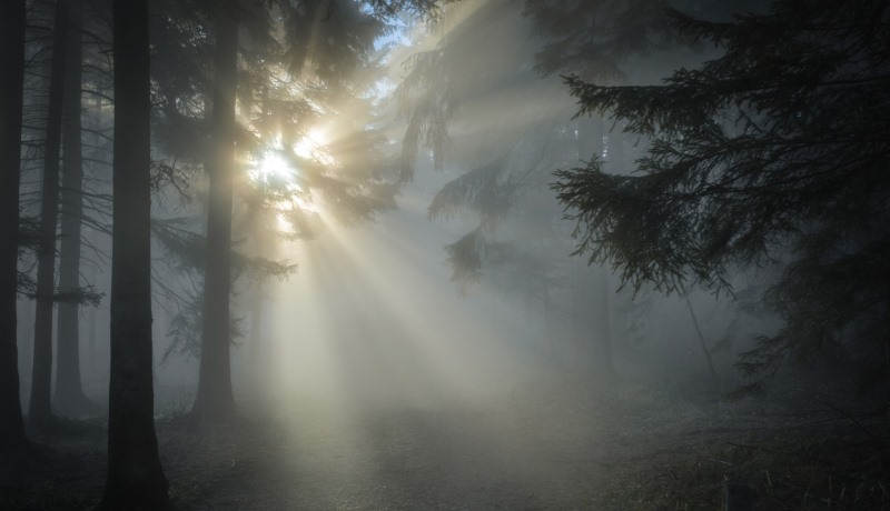Sonne durchringt Nebel im Wald
