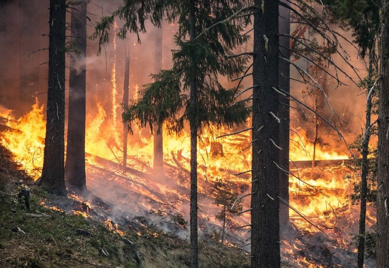 Wo bleibt Gott, wenn die Wälder brennen