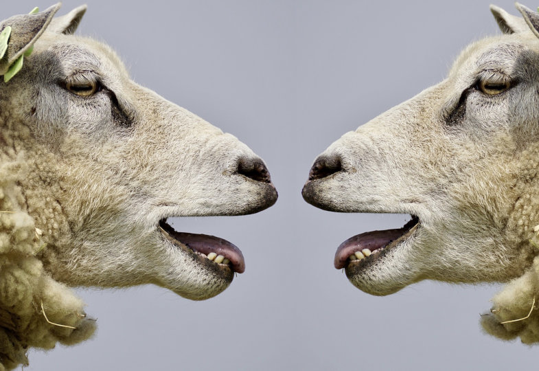 Zwei Schafe blöken sich an 
