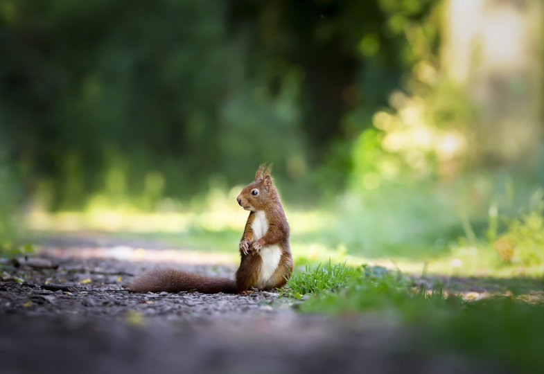 Eichhörnchen auf einem Weg