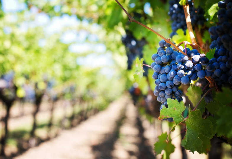 Weinrebe mit roten Trauben