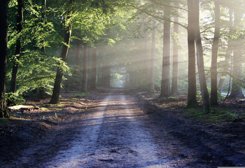 Naturszene im Wald