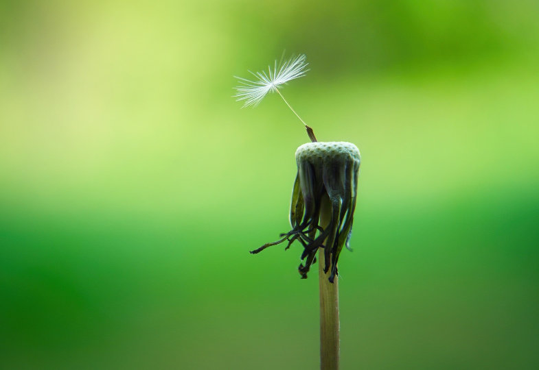 Eine Löwenzahnblüte