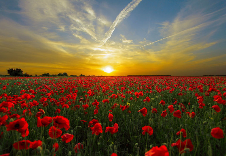 Eine Mohnblumenwiese bei Sonnenuntergang