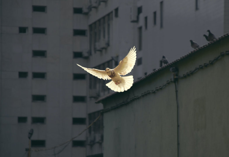 Eine weiße Taube fliegt durch die Luft
