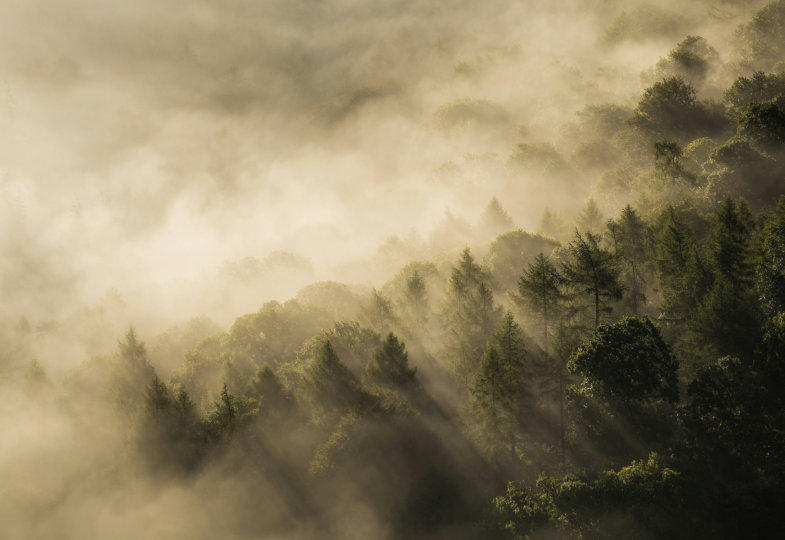 Wald mit Nebel