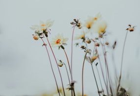 Blumen