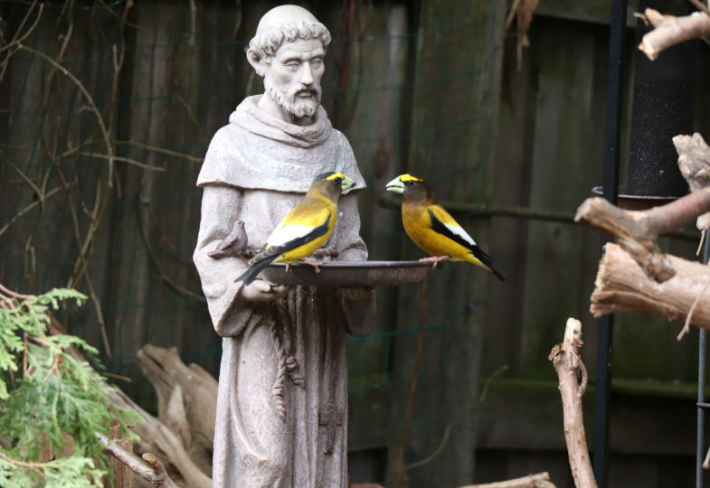 Was vom Ideal übrig bleibt: 800. Todestag von Franz von Assisi